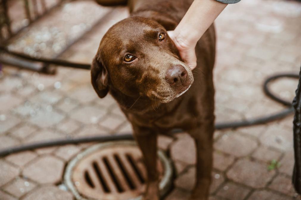 unlocking-the-mystery-can-dogs-have-cantaloupe-safely-the-dogs-camp