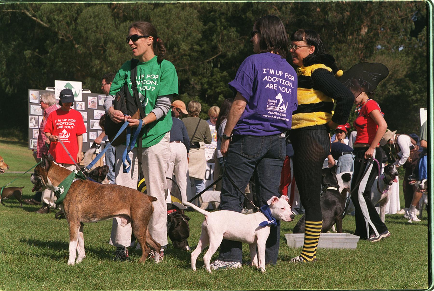 Dog Gland Smell Demystified: A Comprehensive Guide to Eliminating the 