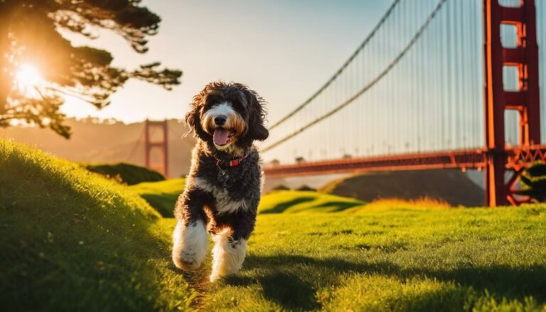 Bernedoodle Rescue In California In California, Bernedoodle rescue organizations offer hope and homes to these unique dogs, revealing challenges and opportunities in animal welfare.