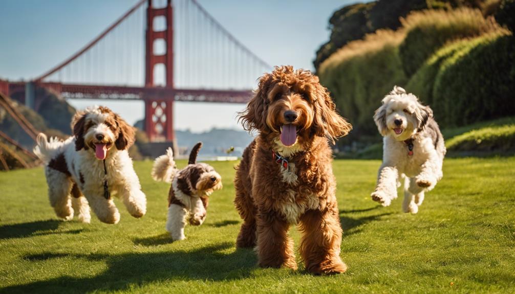 Bernedoodle Rescue In California In California, Bernedoodle rescue organizations offer hope and homes to these unique dogs, revealing challenges and opportunities in animal welfare.